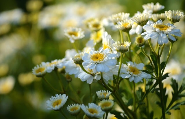 Explore six clinically backed herbal supplements: Feverfew, Butterbur, Grape Seed, Pine Bark, Ginger, and White Willow that support natural migraine relief.